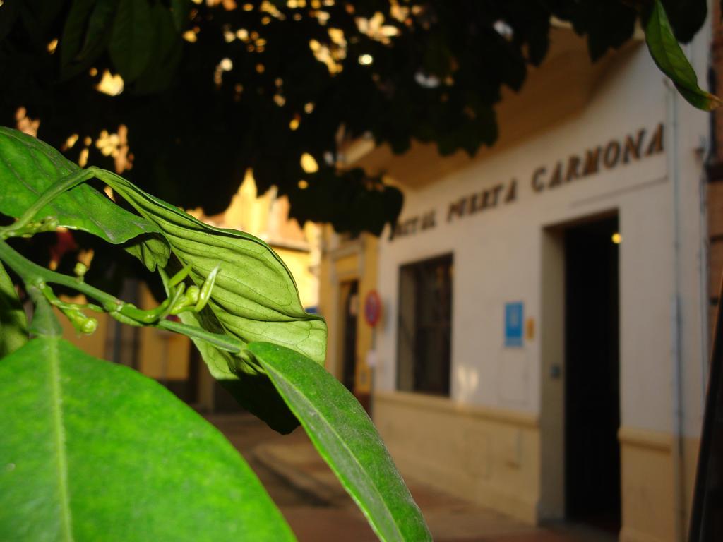 Hostal Puerta Carmona Σεβίλλη Εξωτερικό φωτογραφία